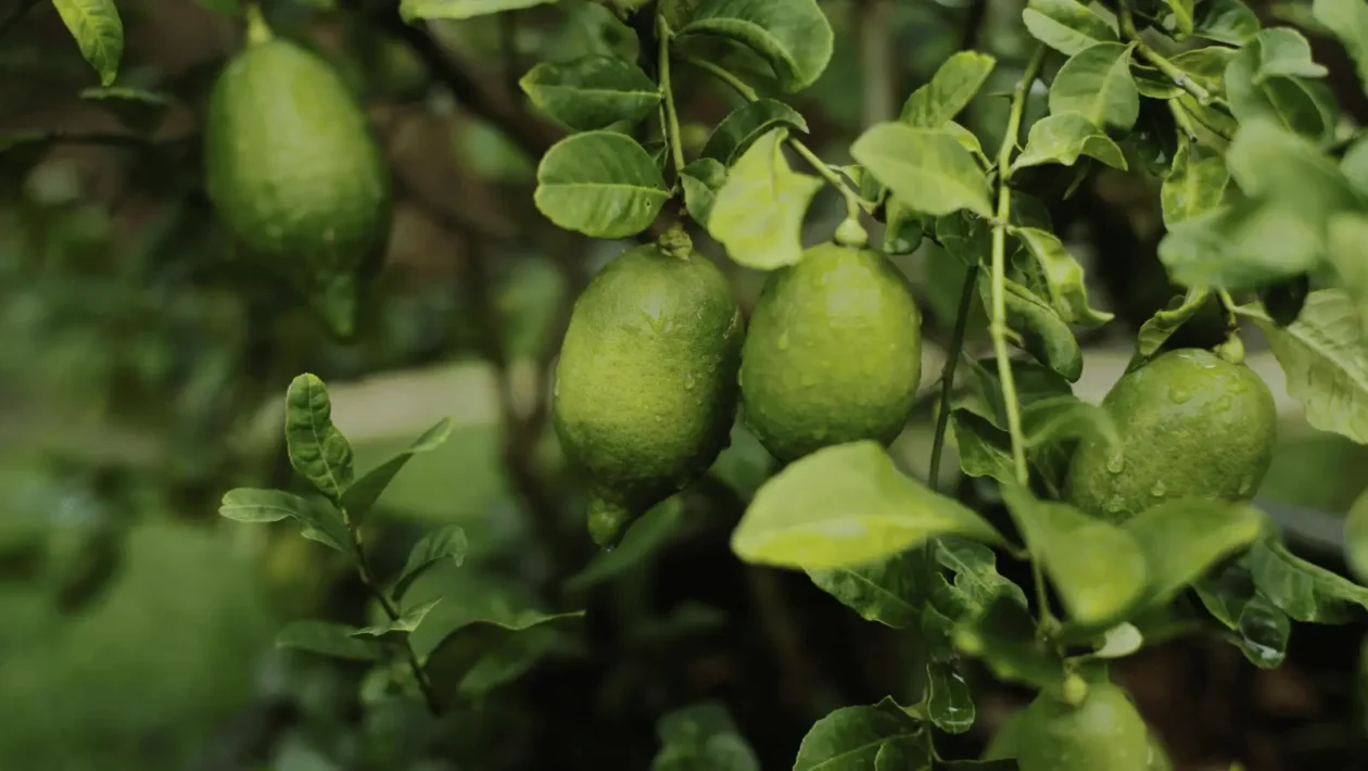Limeta kako odabrati, čuvati i pripremiti