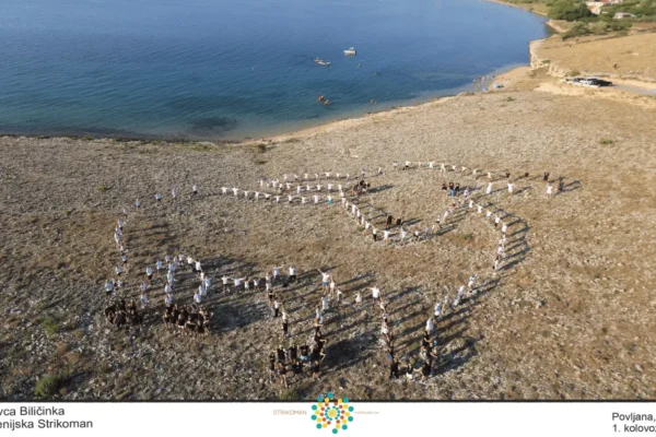 994. Milenijska fotografija na Rastavcu u Povljani s motivom paške ovce Biličinke