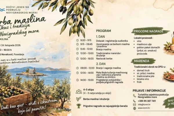 Berba maslina - okus i tradicija Novigradskog mora