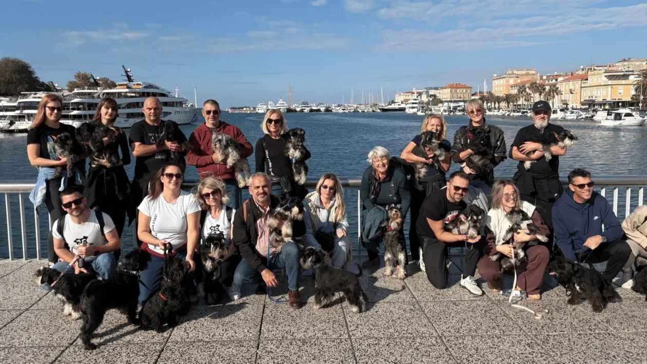 Susret patuljastih šnaucera zadar Miniature Schnauzers Croatia