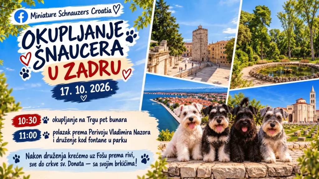 Susret patuljastih šnaucera zadar Miniature Schnauzers Croatia