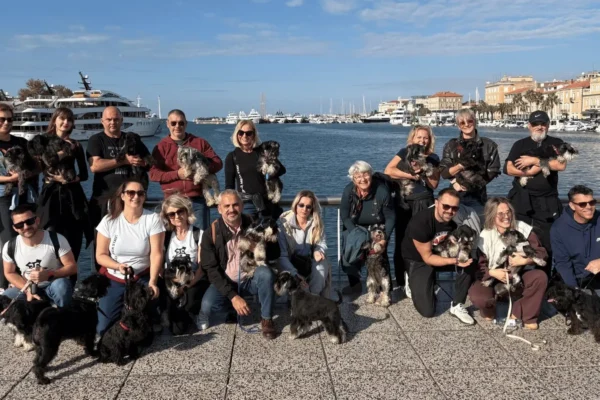 Susret patuljastih šnaucera zadar Miniature Schnauzers Croatia