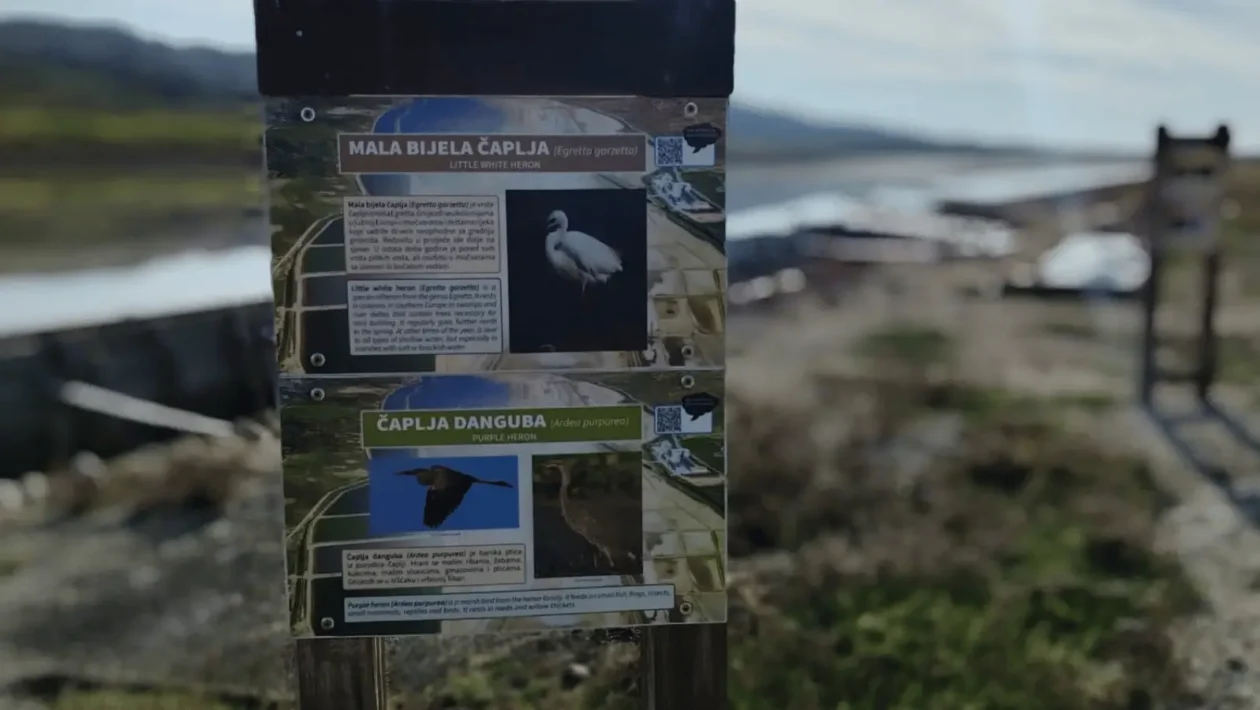 birdwatching Pag promatranje ptica Pag
