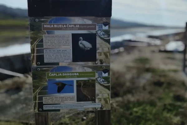 birdwatching Pag promatranje ptica Pag