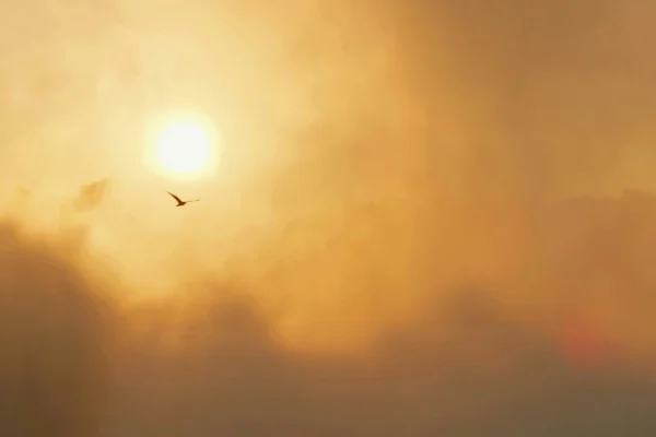 Ptica leti ispred sunca pri izlasku ili zalasku sunca