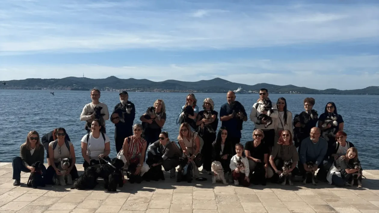 patuljasti šnaucer zadar 2026