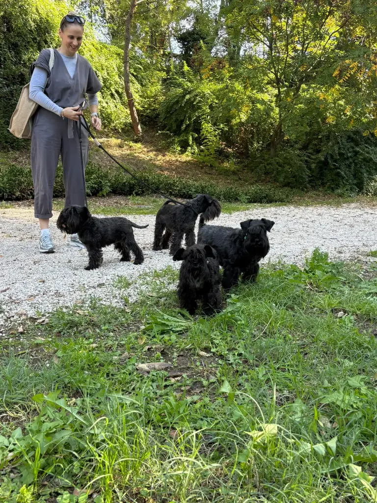 Žena s povodcima vodi pet crnih šnaucera u park
